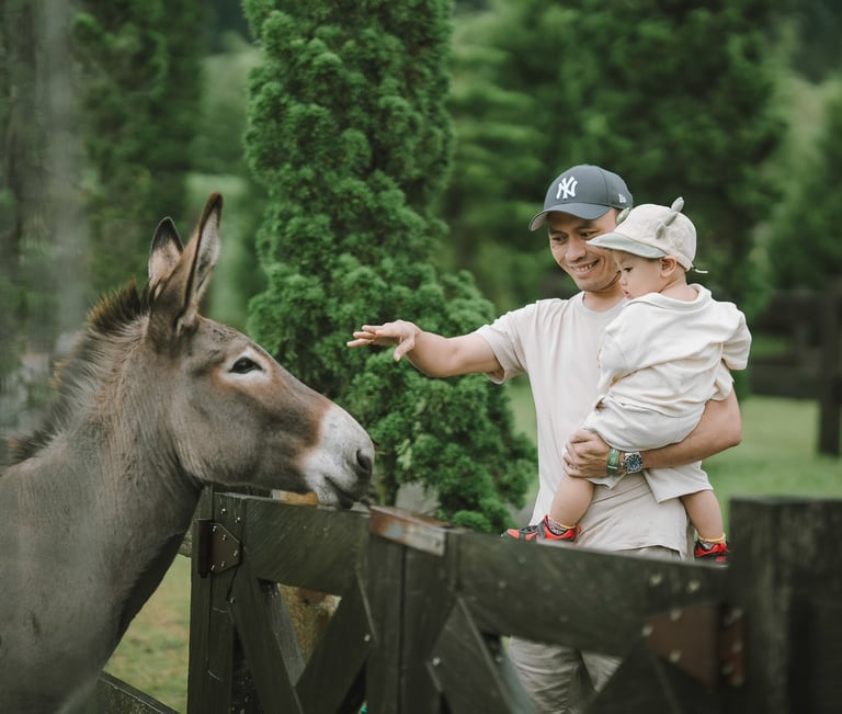 Child feeding donkey during a family photography session at Bali Farm House Bedugul Bali.