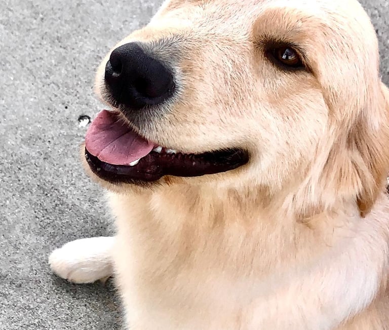A Golden Retriever smiles, looking at the camera.