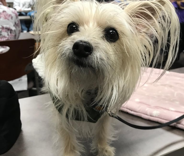 a dog is standing on a table.