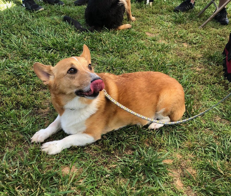 Corgi Therapy Dog Einstein licking his nose.