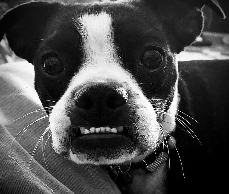 Boston Terrier Piper a Tender Paws Therapy Dog shows off her underbite.