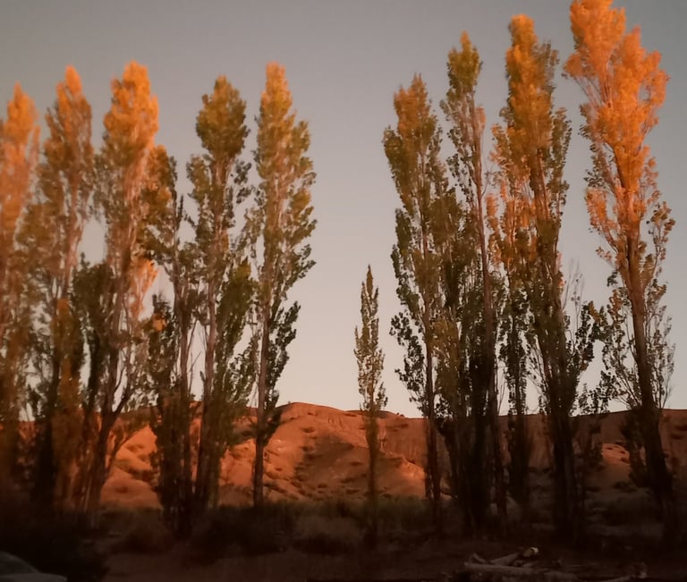 a car parked in a parking lot with trees