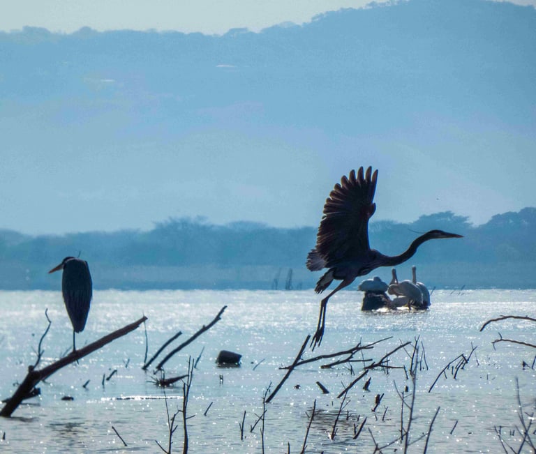 birdwatching tours guatemala- Great blue Heron in flight