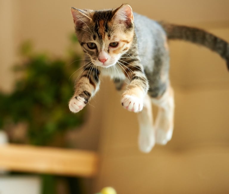 cat jumping
