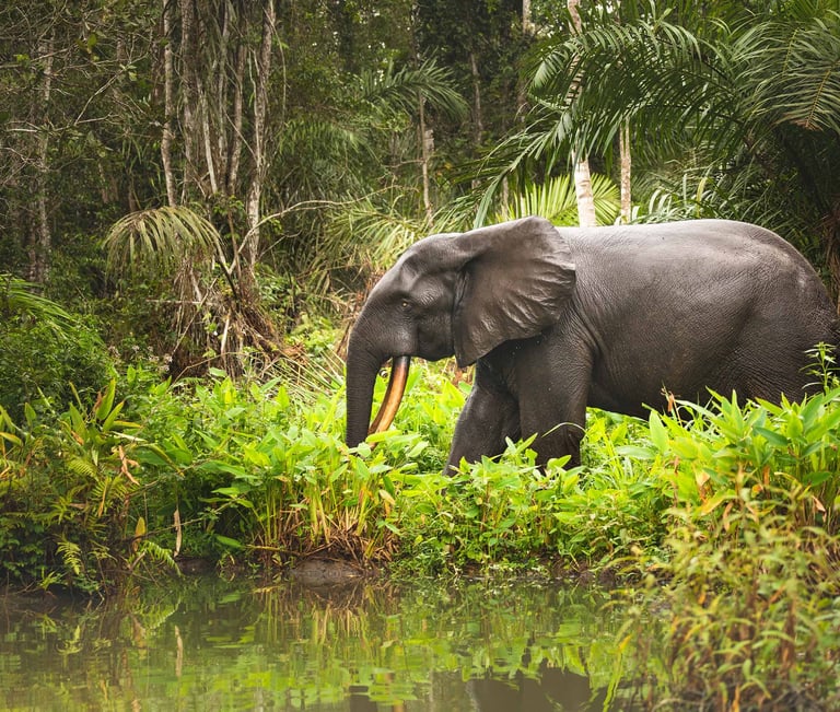 An African Elephant in Senegal Wildlife Park