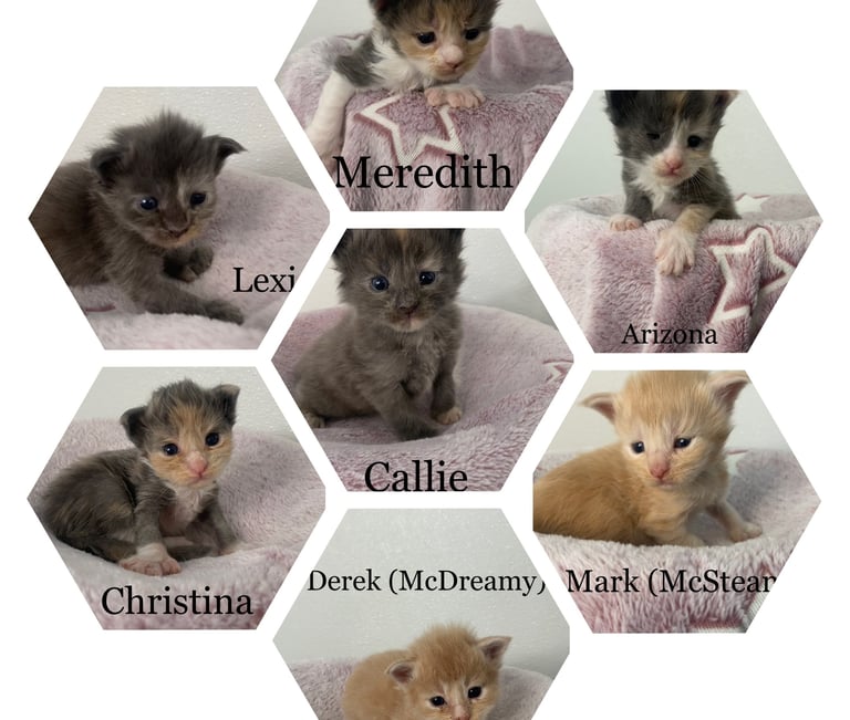 Maine Coon kitten greys anatomy