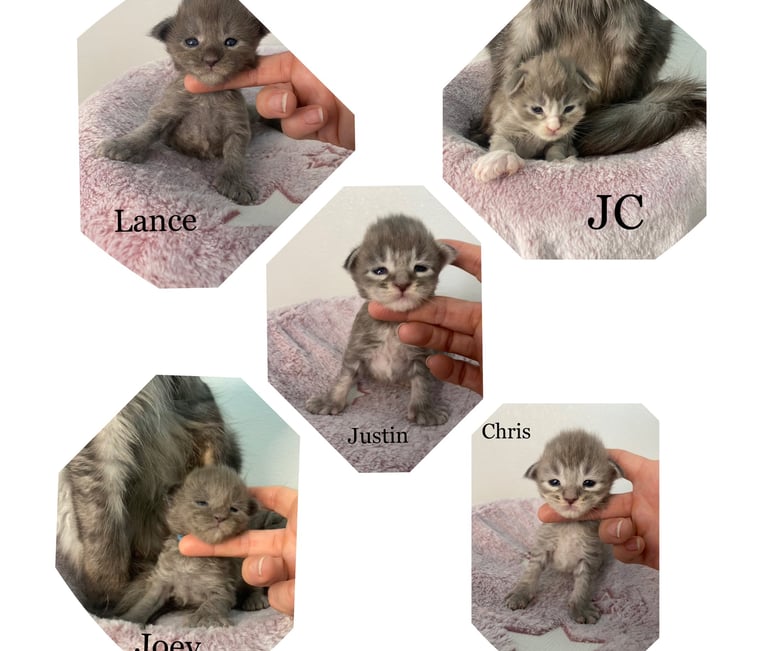 **NSYNC Maine Coon kitten