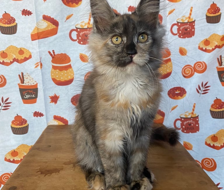 Maine Coon kitten for sale