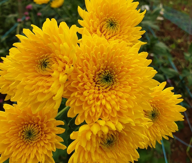 a bunch of yellow flowers in a garden