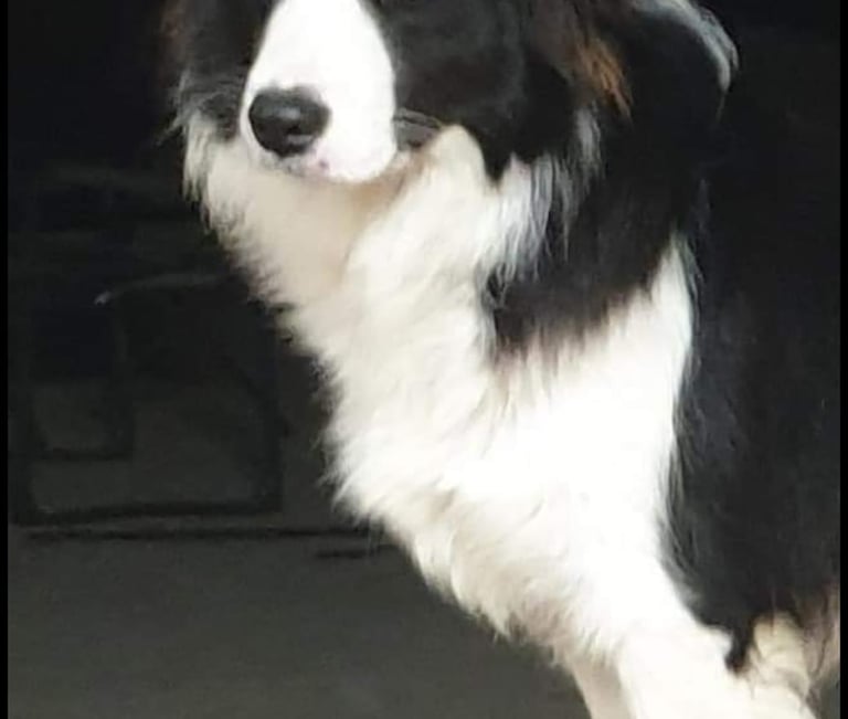 black and white border collie dam 