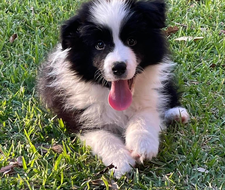 Black and White Stud Dog Border Collie puppy 