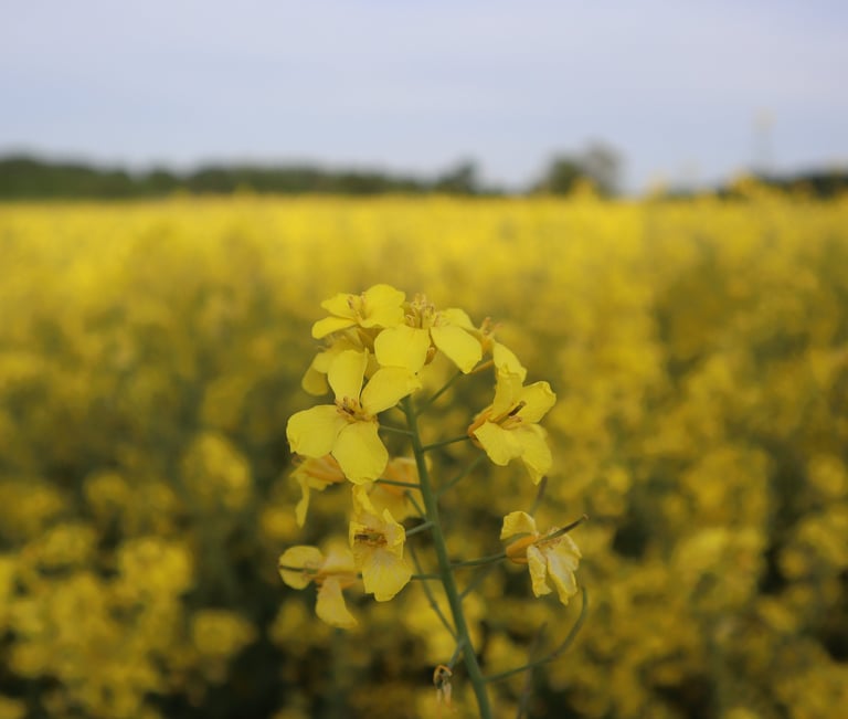 Mustard Flower at a mustard Oil Field. It shows a natural grown field of mustard plants