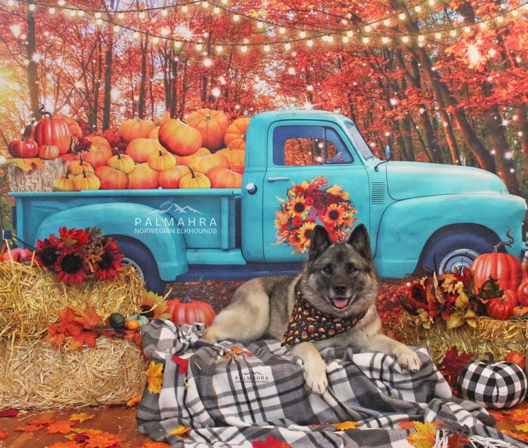 Norwegian Elkhound in Autumn scene