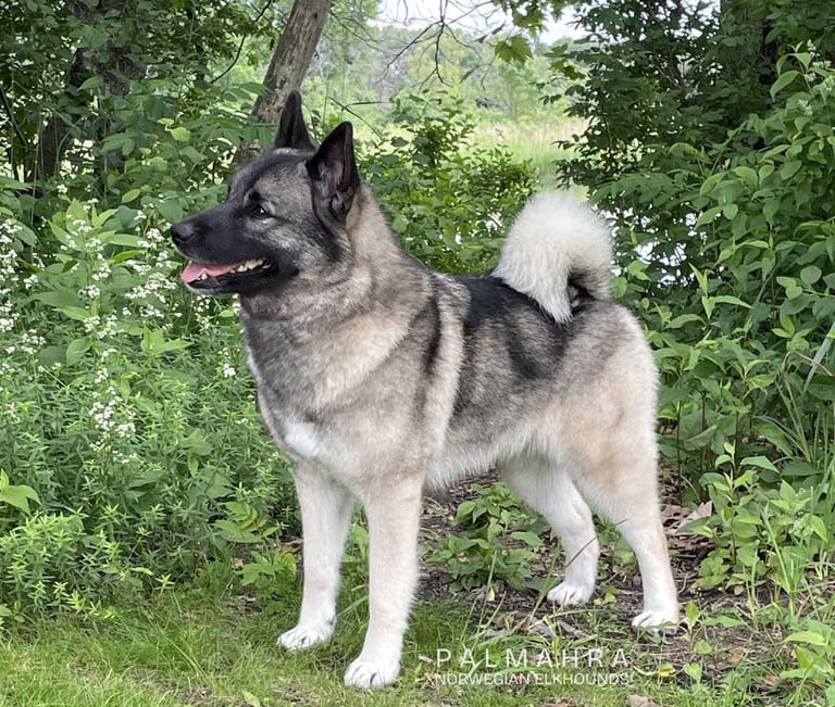Norwegian Elkhound outdoors