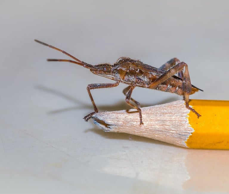 Leptiglossus Occidentalis