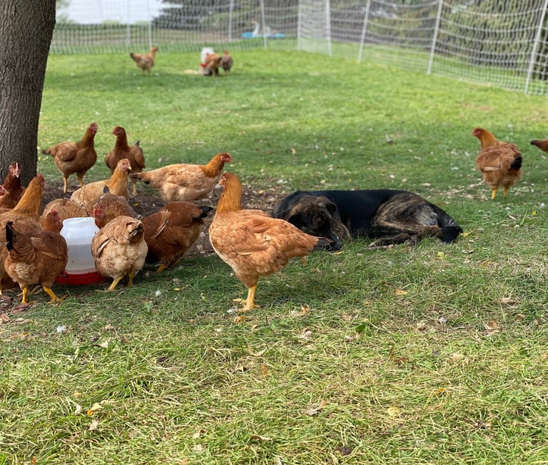 a dog laying on the ground with chickens