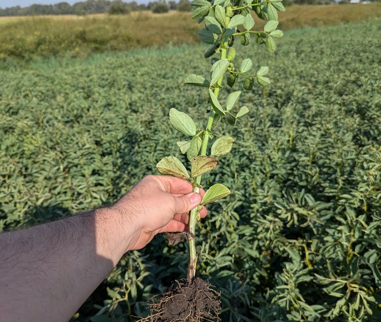 image of Faba bean plant roots