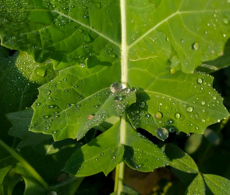 wet canola leaf