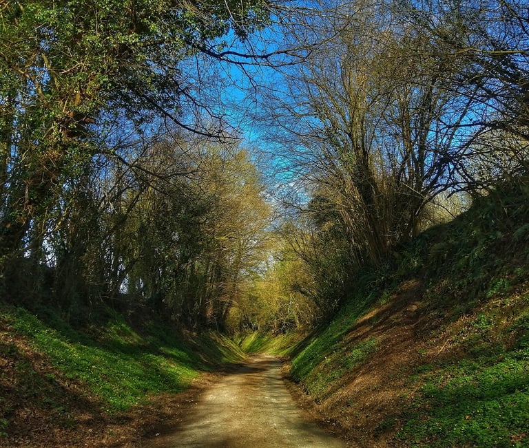 un chemin la forêt