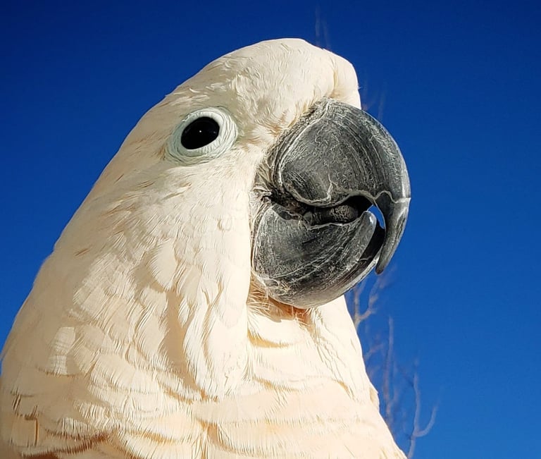 Face of Moluccan Cockatoo against blue sky
