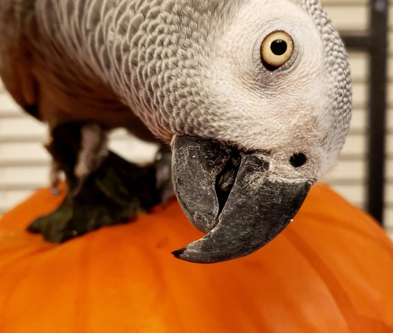 African Grey parrot standing on pumpkin