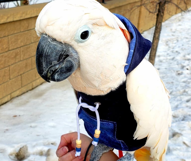 Moluccan Cockatoo wearing blue denim hoodie in the snow