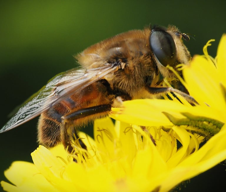 Image of the common drone fly Eristalis tenax