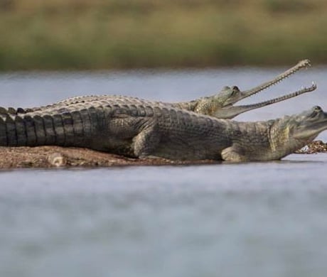 aligator safari in ranthambore national park