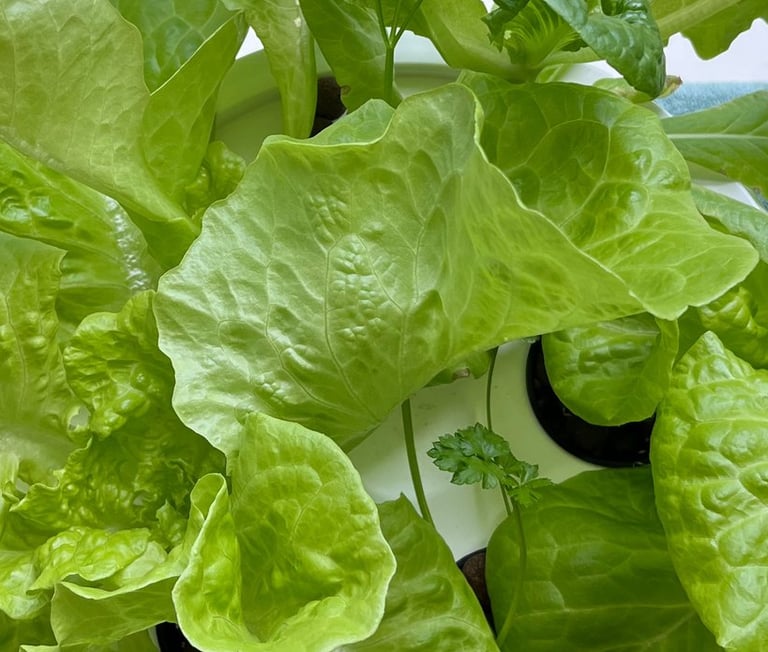Lettuce growing in a hydroponic grow bucket