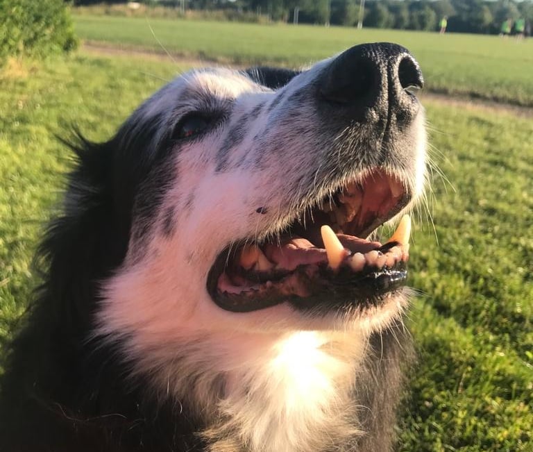 A picture of a dog looked after by Happy Tails MK pet sitting service in Milton Keynes