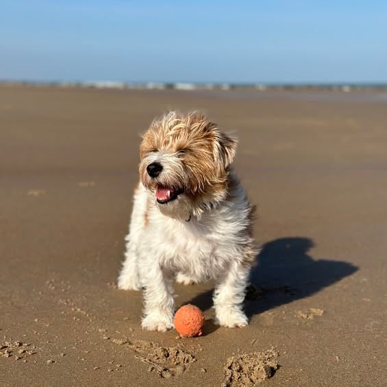 chien jack russel sur la plage avec sa balle, heureux et soigné par rézoolution