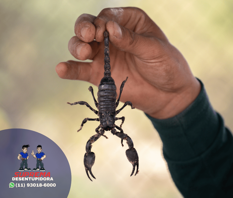 controle de escorpiões