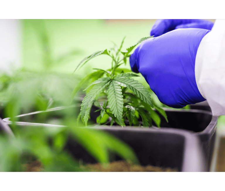 a person in a blue gloved gloved hand holding a marijuana plant