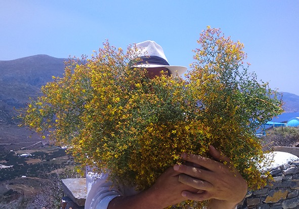 Βότανα από το Αιγαίο | Aegean Herbs