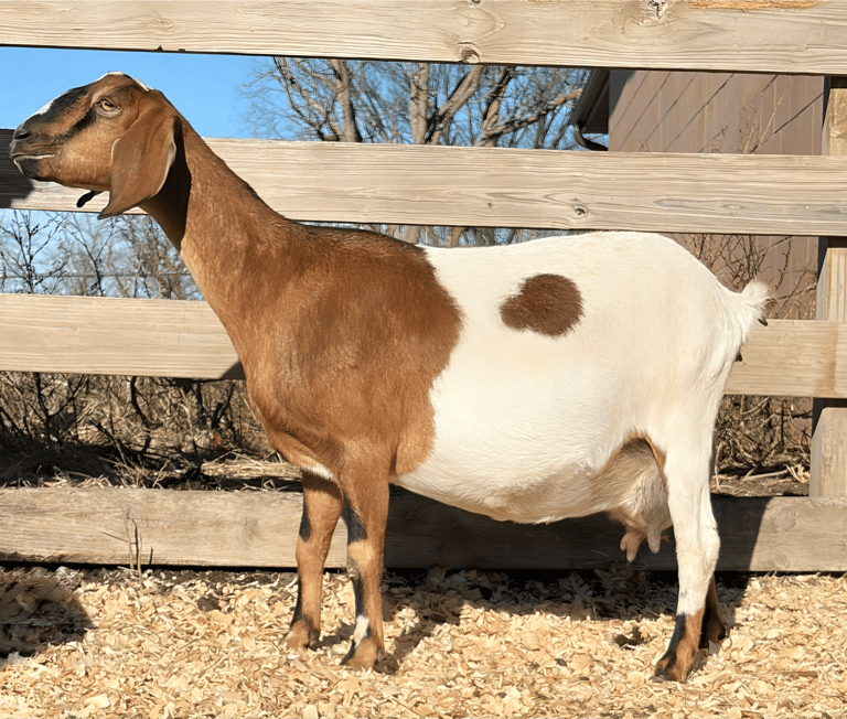 Half brown and half white goat 