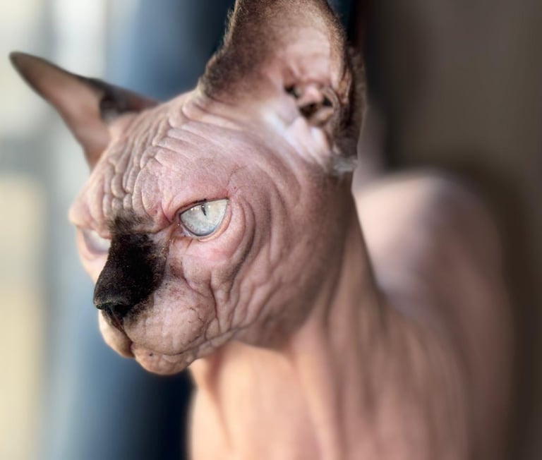 gatitos egipcios