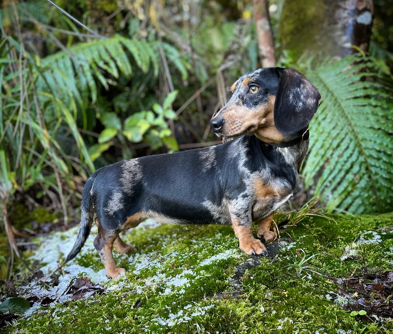 dapple dachshund New Zealand