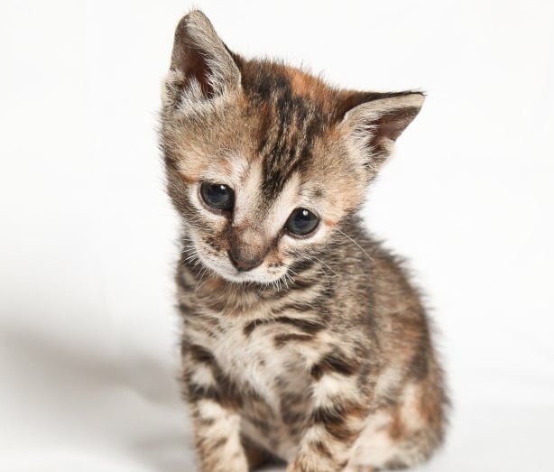 A photo of a kitten sitting down