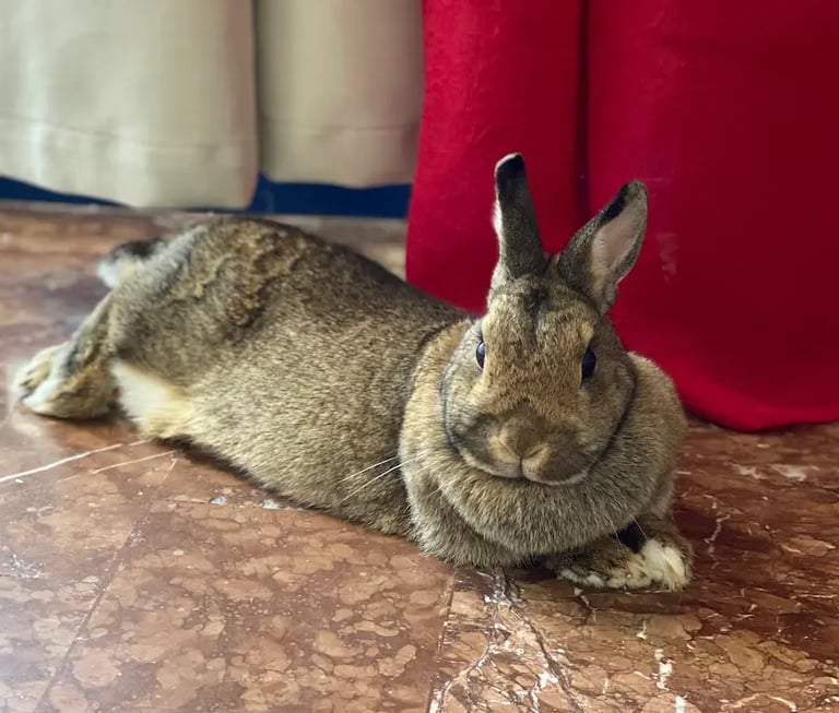 a rabbit rabbit sitting on the floor of a room