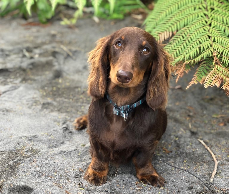 long hair miniature dachshund New Zealand