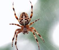 Spider Pest Control Service