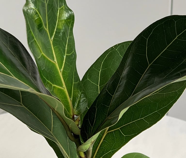 ficus salvata
