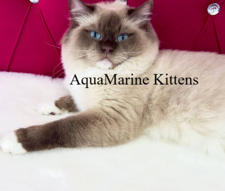 Chocolate Mitted Mink Ragdoll