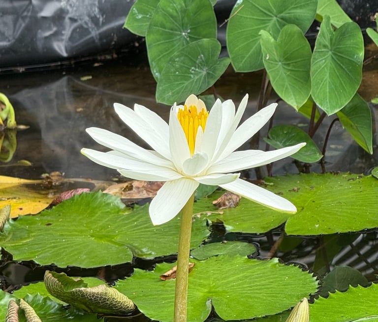 Fleur de nénuphar blanc en fleur dans un étang de jardin avec des nénuphars verts.