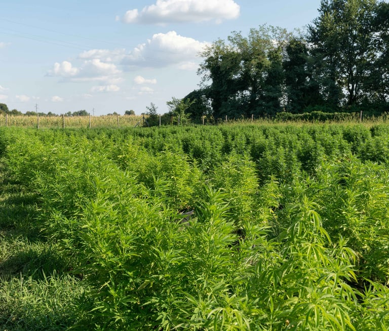 Industrial hemp field with tall green stalks grown for sustainable construction materials in Spain.