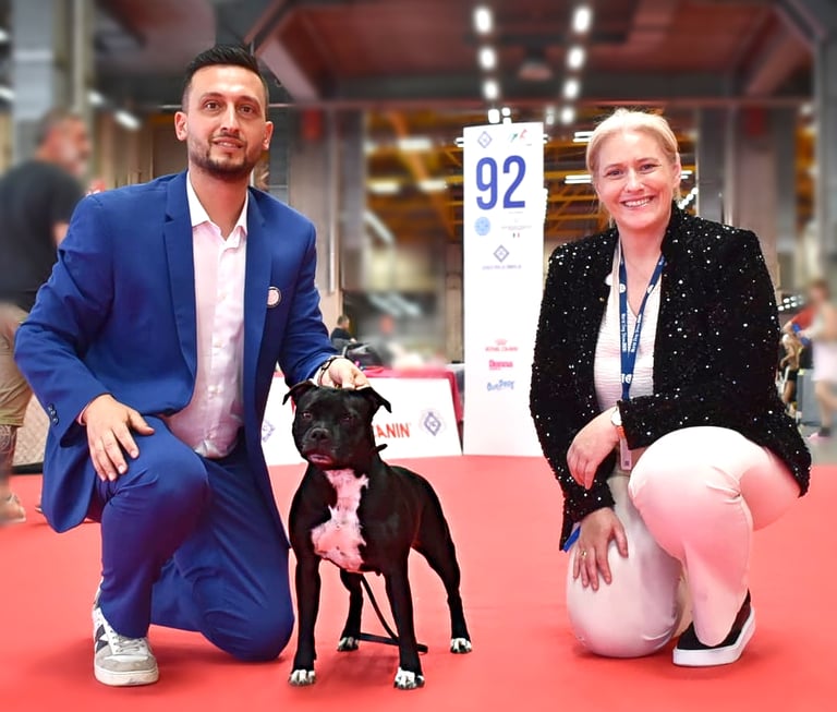 La femmina Staffordshire Bull Terrier Barbie di Grecalestaffs con la giudice Melanie Corcoran