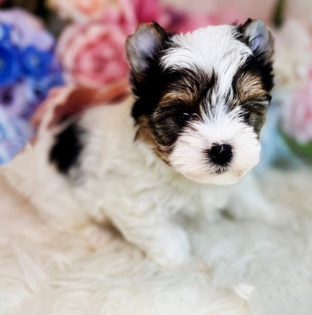 Available Yorkie Puppies