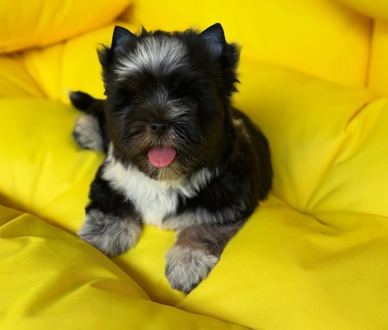 Yorkie Puppies Ready for Adoption