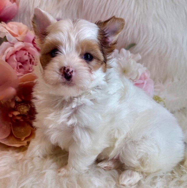 Yorkie Puppies Near Me
