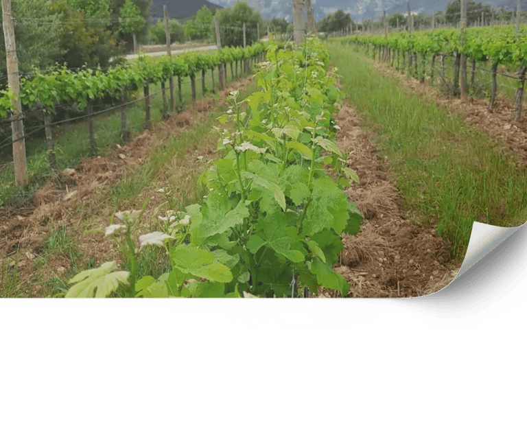 Design and Maintenance of Landscape Vineyards in Mallorca | Viñarts